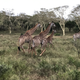 Illustration for article titled The End of the Safari and on to Cape Town